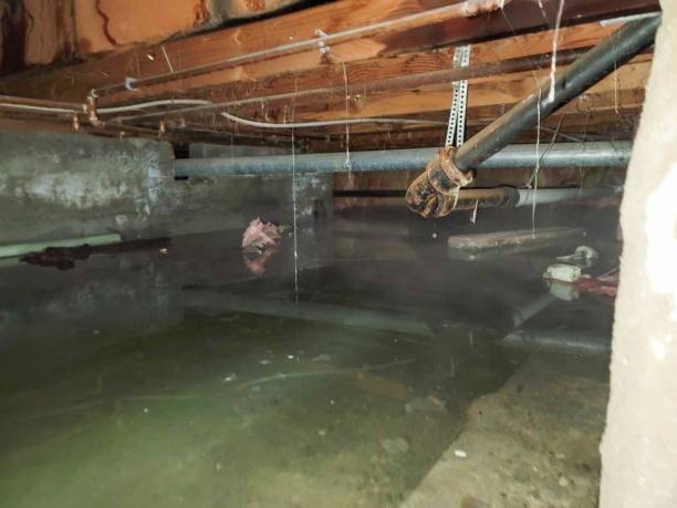 Best Mold removal after water damage  in Morgantown, WV